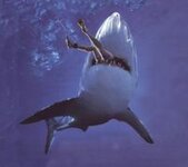 shark-attack3.jpg