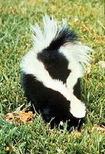 skunk.jpg