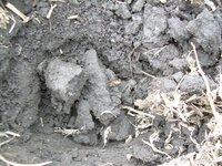 Field finds 5-1-08 003.jpg