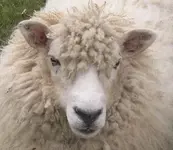 sheepy.webp