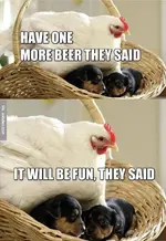 have-one-more-beer-chicken-memes.webp