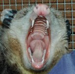 possum teeth.jpg