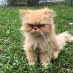 grumpy-cat-adopted-ginger-garfield-4.jpg