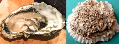 Oyster.jpg