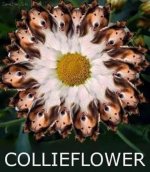 collieflower.jpg