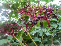 elderberries-2.jpg