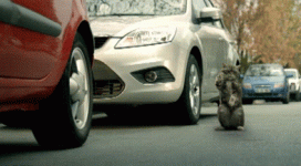 cat-gives-guidance-on-parking.gif