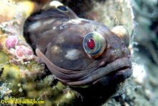 2sarcasticfringehead-uwfsebbly2002-034.jpg