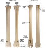 2-White-tailed-deer-metacarpal-and-metatarsal-terminology-anterior-and-posterior-views.png