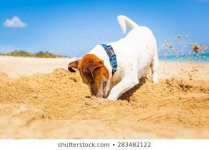 jack-russell-dog-digging-hole-260nw-283482122.jpg