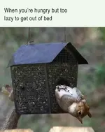 funny-memes-squirrel-hungry-lazy.webp