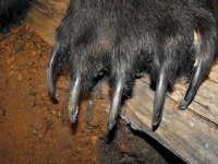 bear claw 2.jpg