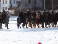 horse-gif.gif