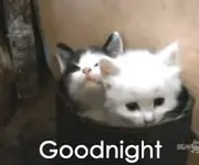 Good night with kittens.webp