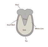 hoof-diagram.png