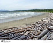 17744-ocean-beach-wood-canada-vancouver-island-driftwood-photocase-stock-photo-large.jpeg