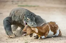 The-Komodo-dragon-Varanus-komodoensis-attacks-the-prey.-It-is-the-biggest-living-lizard-in-th...webp