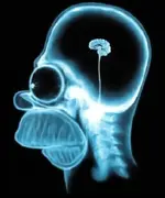 Homer-Simpsons-brain-seen-with-MRI-X-ray-Image-reproduced-on-many-Internet-sites.ppm.webp