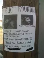 lost cat.webp