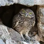 burrowing-owl.webp