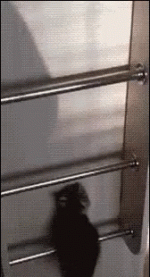 cat climber.gif