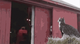 fail-cat-jump.gif