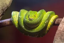 A_Green_Tree_Python.webp