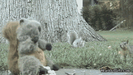 Kung Fu squirrel.gif