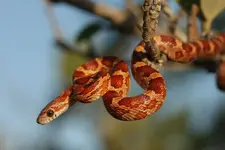 corn-snake-from-the-lower-florida-keys-530475947-588124bc5f9b58bdb3ec9f93.webp