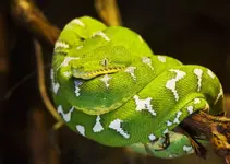 emerald-tree-boa.webp