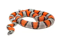 Grey-banded-Kingsnake.webp