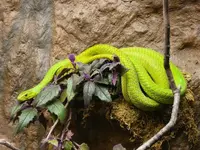 green-mamba1.webp