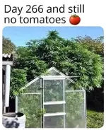 pot-plants-day-266-and-still-no-tomatoes.webp