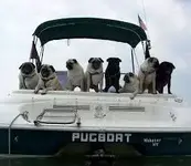 PugBoat.webp