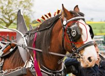 clydesdale-horse-with-blinkers-and-decorated-mane-at-scottish-agricultural-AD04N1-crop.jpg