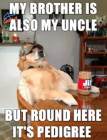 funny-pics-of-redneck-retriever-meme-funny-memes-03.webp