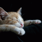 good-night-cat-gif-image.gif