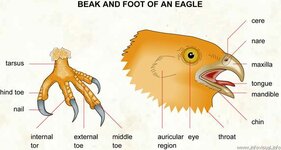 eagle beak.jpg