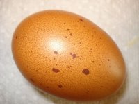 egg.jpg