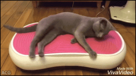 lustige-katzen-gifs-suesser-schlaf-48.gif