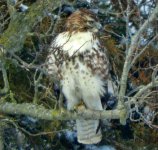 hawk 02152020.2.JPG