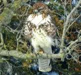 hawk 02152020.3.webp