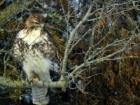 hawk 02152020.4.JPG