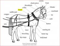 horse and harness.JPG