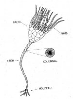 Crinoid Anatomy.jpg