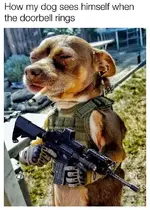 how-my-dog-sees-himself-when-doorbell-rings-machine-gun-cigarette.webp