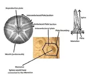 Urchin Spine Plates.webp