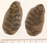 Neuropteris hollandica.JPG