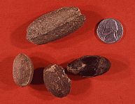 Pennsylvanian Seeds.gif