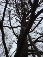 hand saw tree.JPG